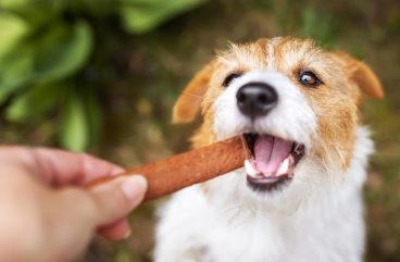 Los perros pueden comer salchichas: ¿sí o no?
