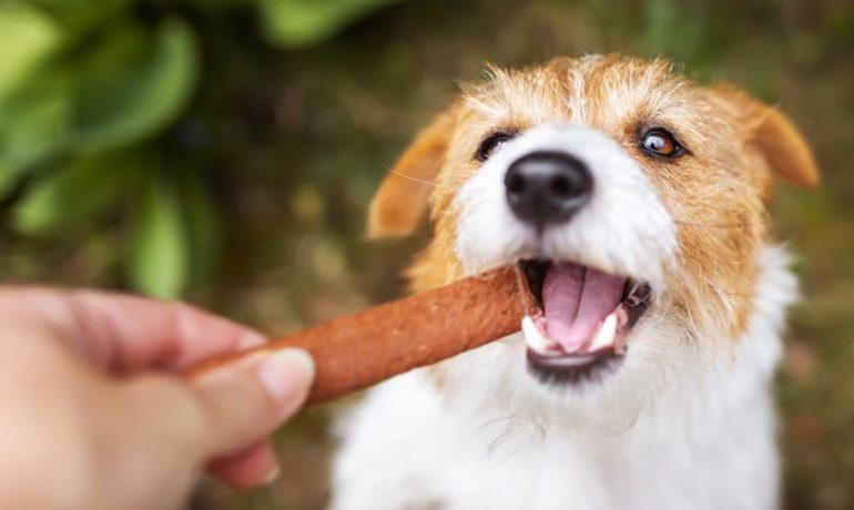 Los perros pueden comer salchichas: ¿sí o no?