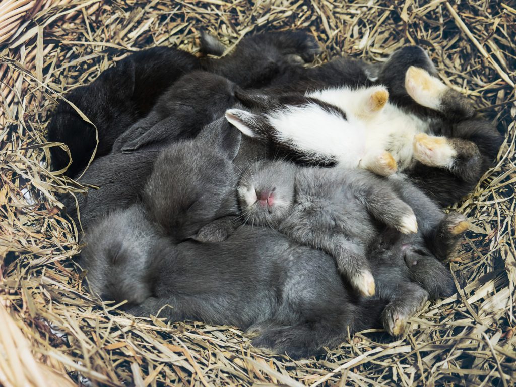 ¿Por qué las conejas hacen nidos?