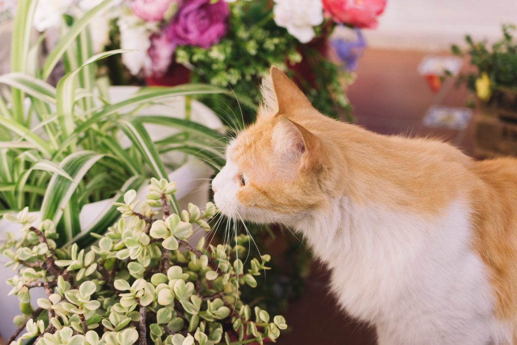 ¿Por qué los gatos se comen las plantas?
