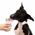 ¿Le puedo dar a mi perro cualquier tipo de leche?