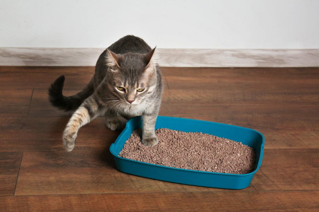 Tips para limpiar el arenero del gato