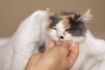 Beneficios de la acupuntura para gatos