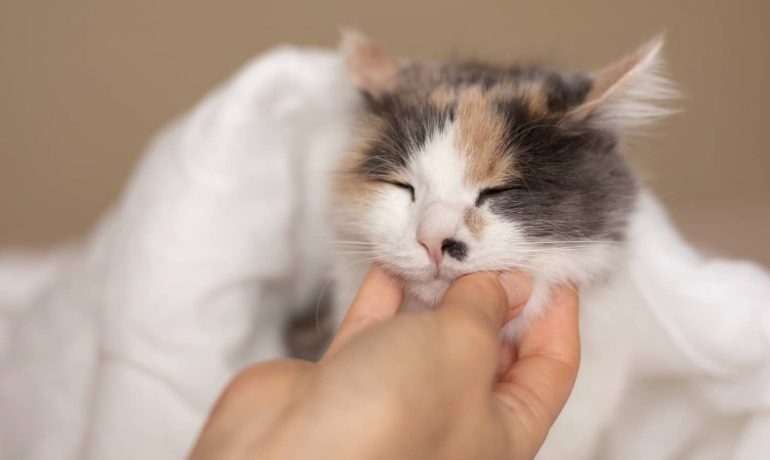 Beneficios de la acupuntura para gatos
