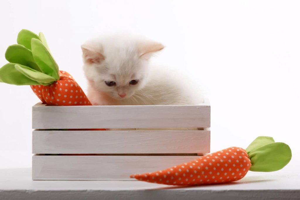 Beneficios de las zanahorias para los gatos