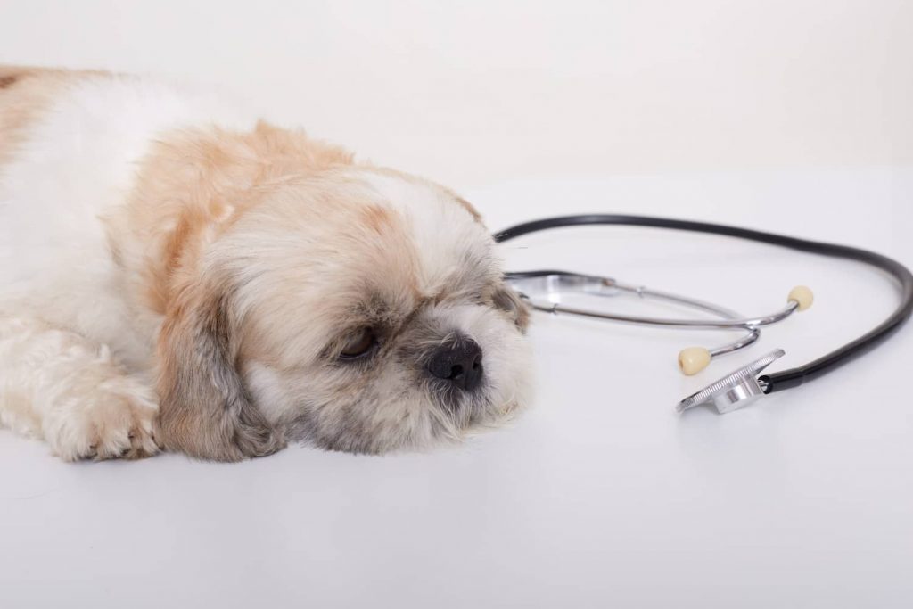 Causas de la hipertensión en perros