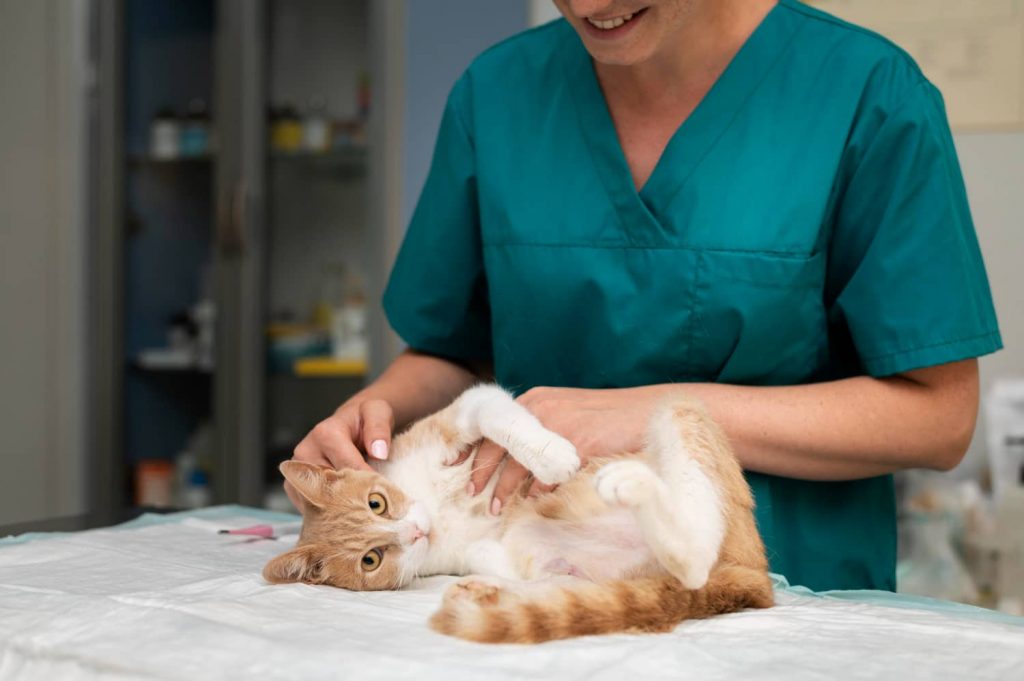 ¿Cómo se aplica la acupuntura en los gatos?