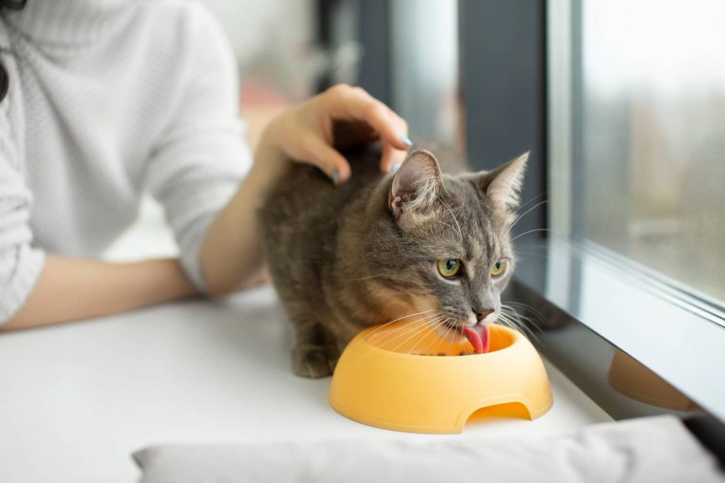 Cómo dar zanahorias a los gatos