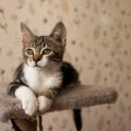 Etología felina: comprendiendo el comportamiento de nuestros gatos