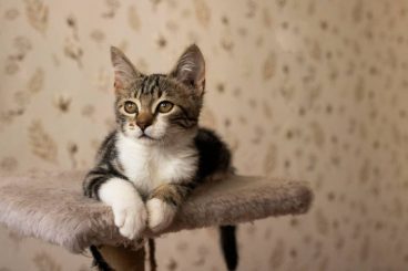 Etología felina: comprendiendo el comportamiento de nuestros gatos