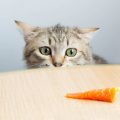 Los gatos pueden comer zanahorias: ¿sí o no?