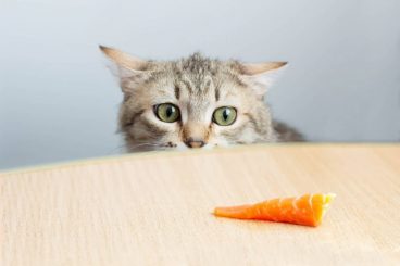 Los gatos pueden comer zanahorias: ¿sí o no?