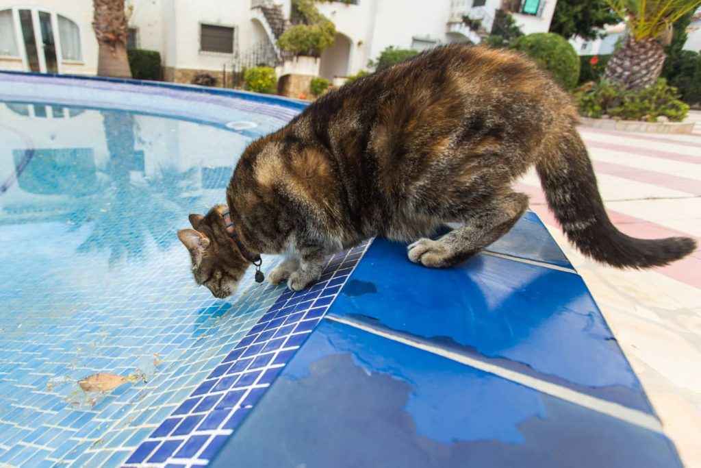 ¿Los gatos saben nadar o no?