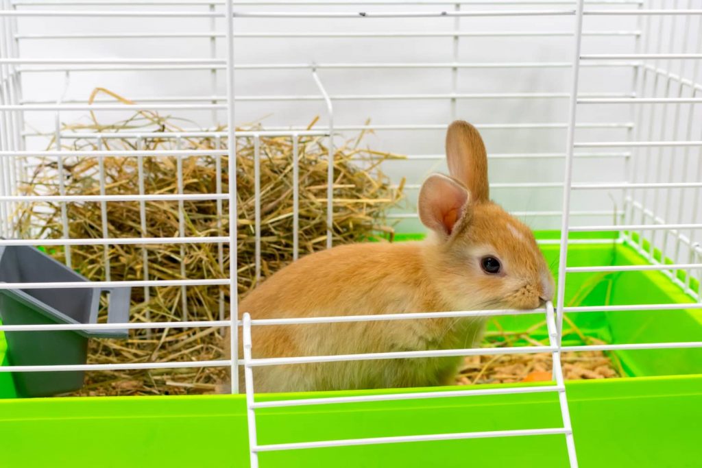 Cómo limpiar la jaula del conejo: pasos a seguir