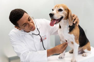 Hipertensión en perros: todo lo que debes saber