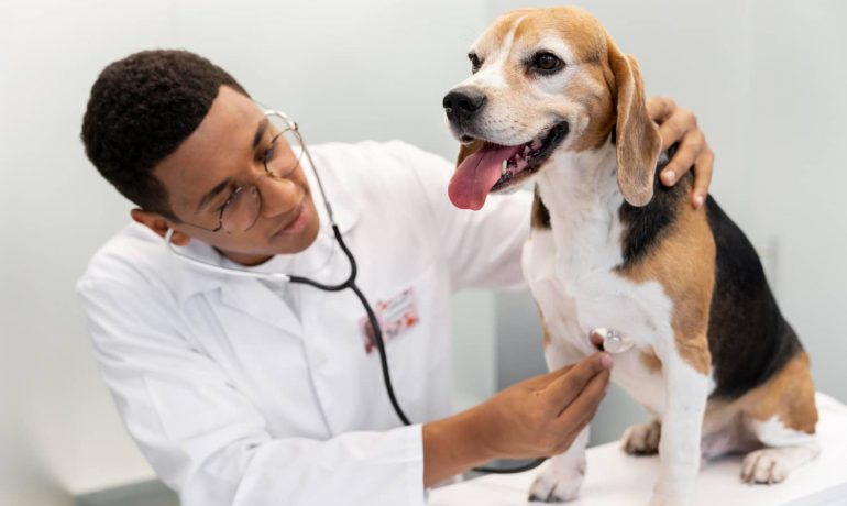 Hipertensión en perros: todo lo que debes saber