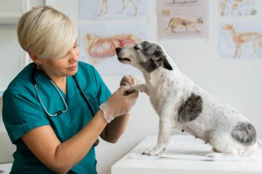Miositis en perros: causas, síntomas y tratamientos