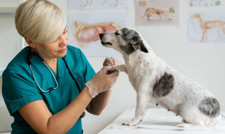Miositis en perros: causas, síntomas y tratamientos