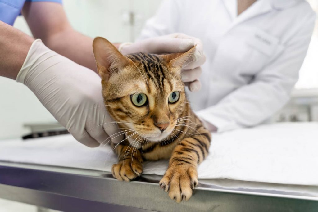 ¿Qué es la acupuntura para gatos?