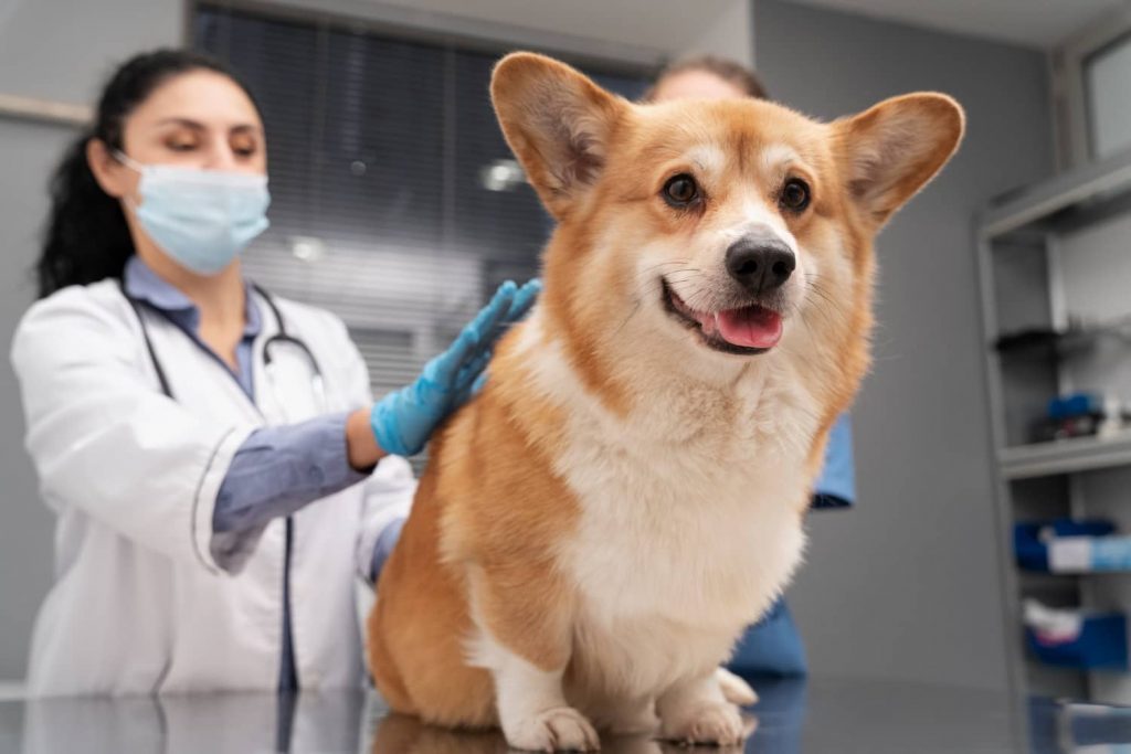 Tratamiento para la hipertensión en perros