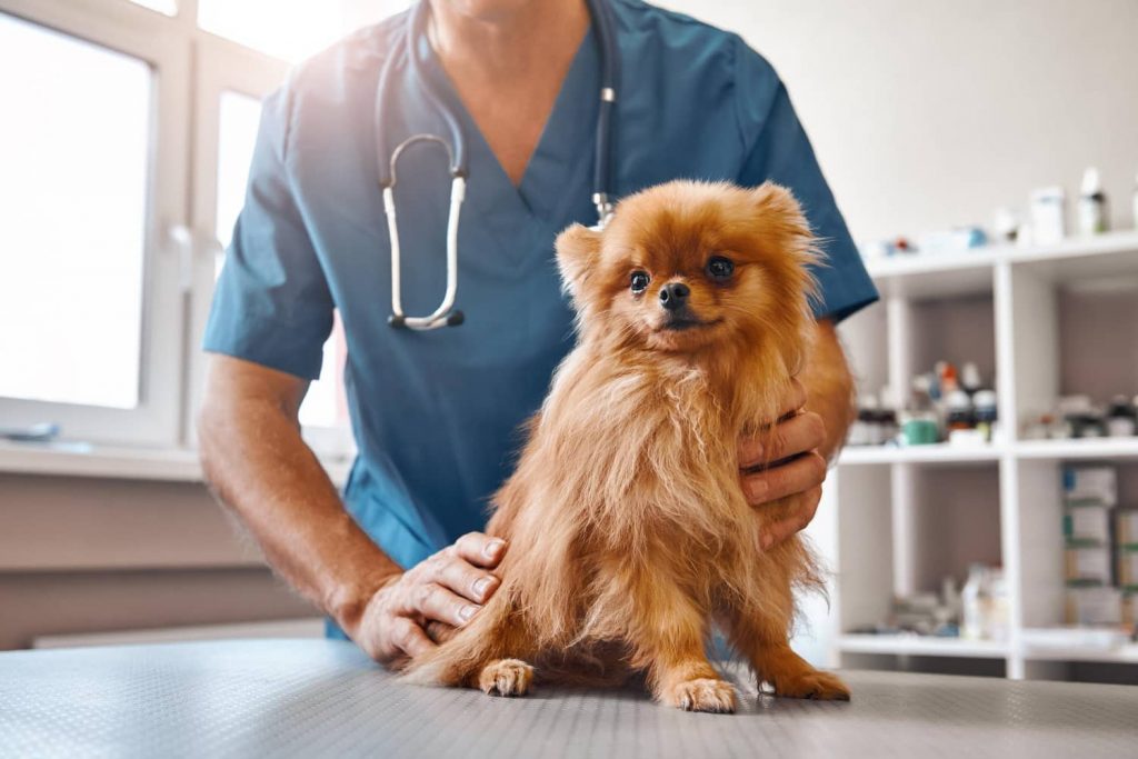 Tratamiento de la miositis en perros