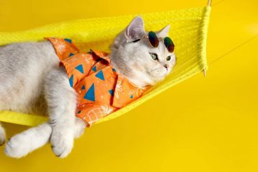 Cómo ayudar al gato a adaptarse a la casa de verano