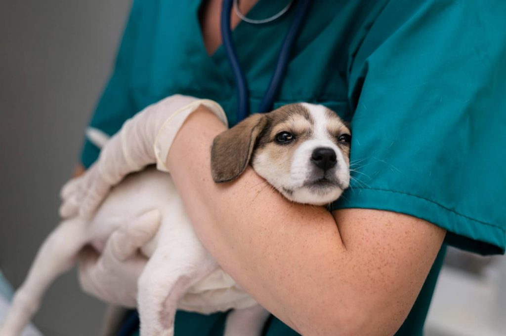 ¿Qué causa la trombocitopenia inmune en perros?