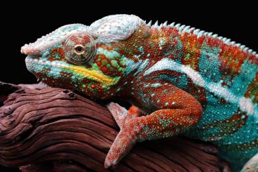 Cómo cambian de color los camaleones y por qué lo hacen