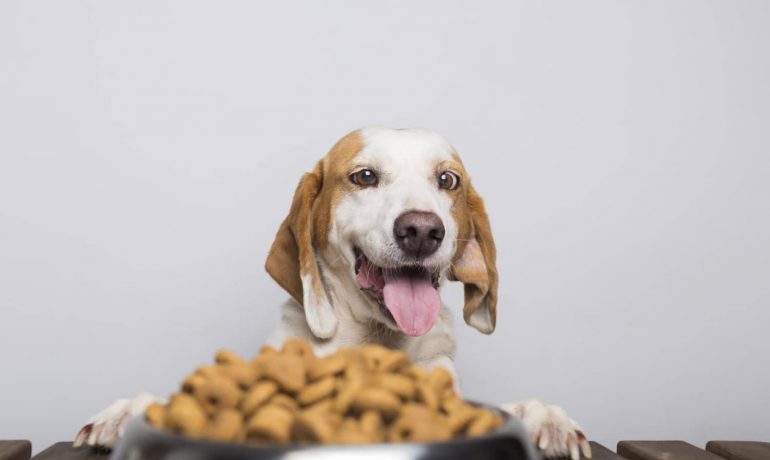 ¿Cómo controlar la alimentación de tu perro en verano?