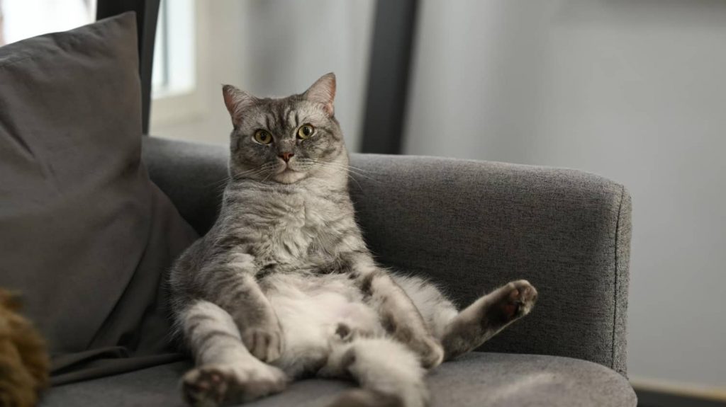 ¿Qué hago si mi gato orina en el sofá?