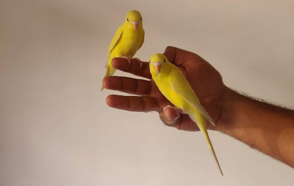 Conociendo a los canarios