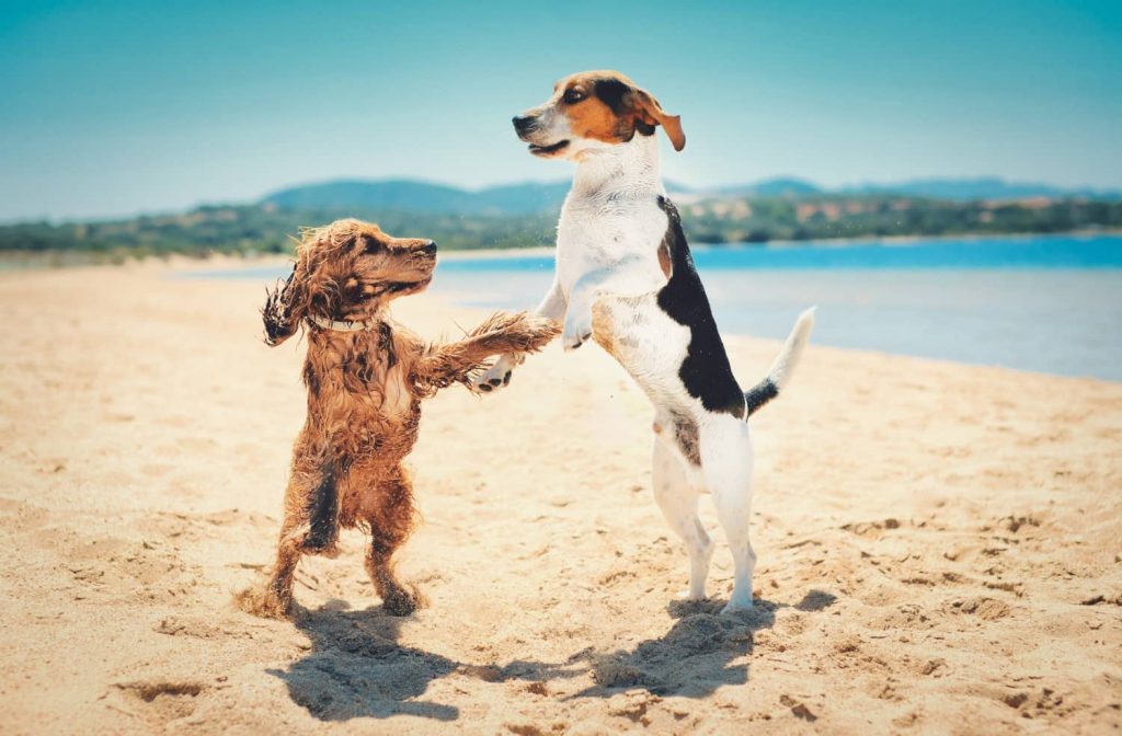 10 ejemplos de playas para ir con perro en España en 2023