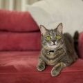 Mi gato orina en el sofá: ¿qué puedo hacer?
