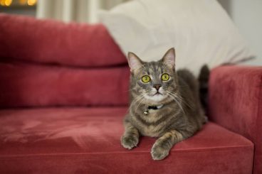 Mi gato orina en el sofá: ¿qué puedo hacer?