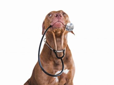 Megaesófago en perros: causas, síntomas y tratamiento