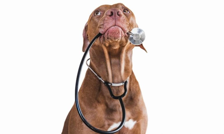 Megaesófago en perros: causas, síntomas y tratamiento