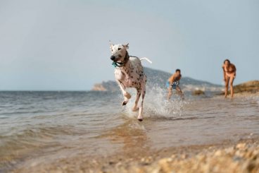Las 10 mejores playas para disfrutar con tu perro en España en 2023