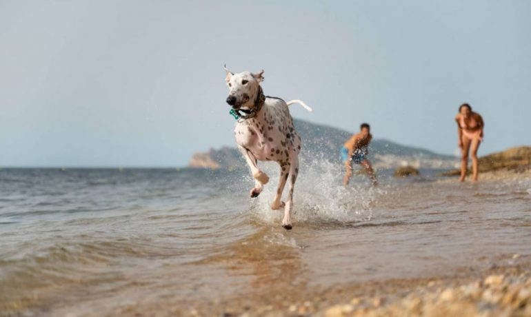 Las 10 mejores playas para disfrutar con tu perro en España en 2023
