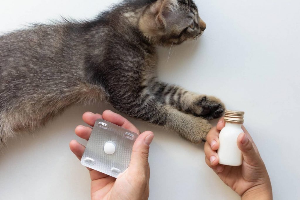 Desparasitación interna en gatos: todo lo que debes saber