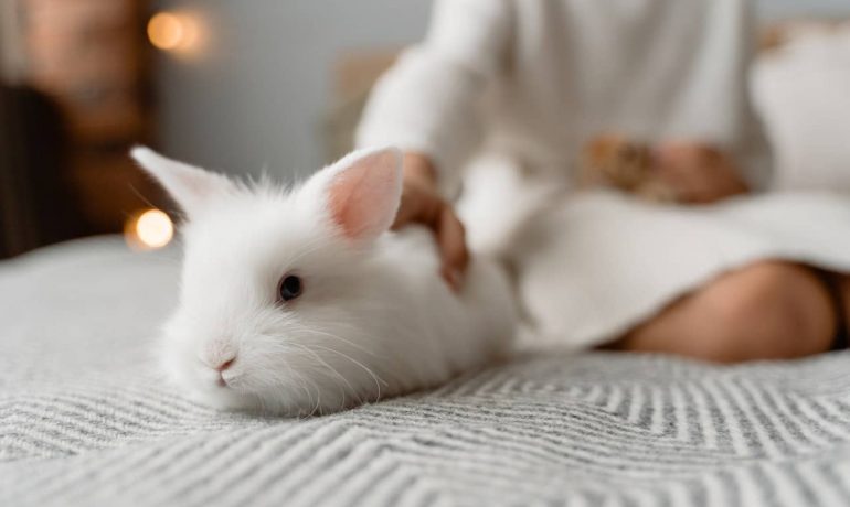 Mi conejo es agresivo: ¿qué le pasa? ¿Qué hago?