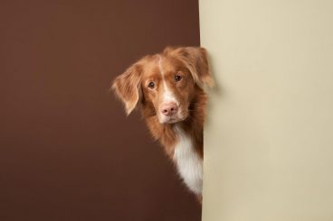 ¿Los perros detectan a personas que no son de fiar? ¿Cómo lo hacen?
