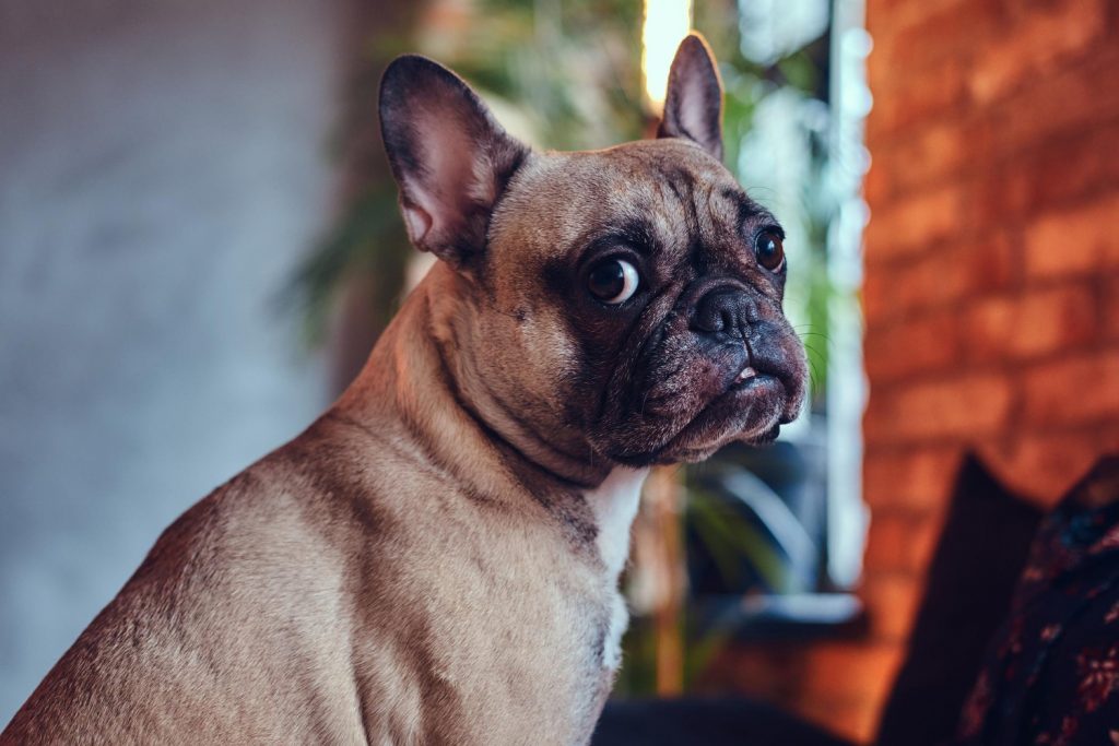 ¿Los perros detectan a personas que no son de fiar?