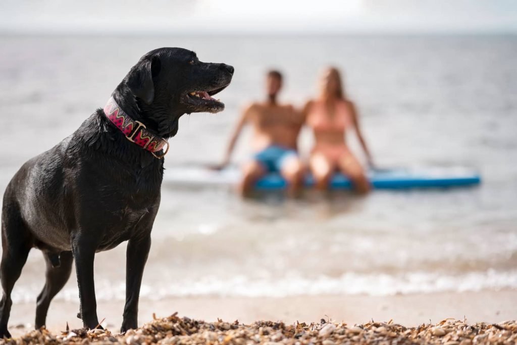 Playas para ir con perro en España en 2023