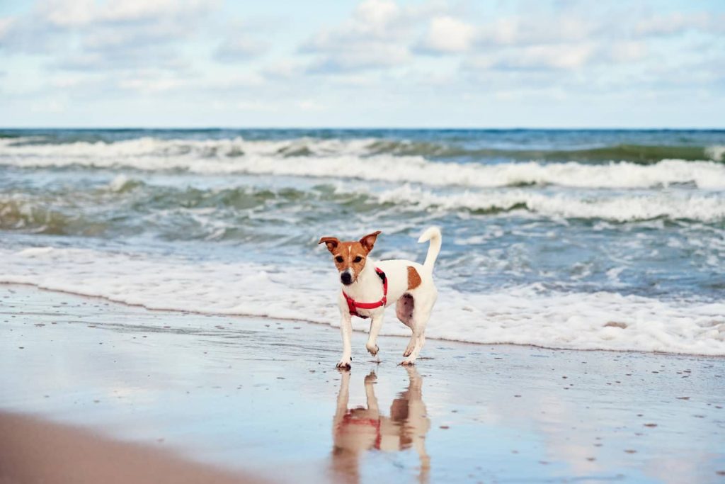 Algunas playas para ir con perro en España en 2023