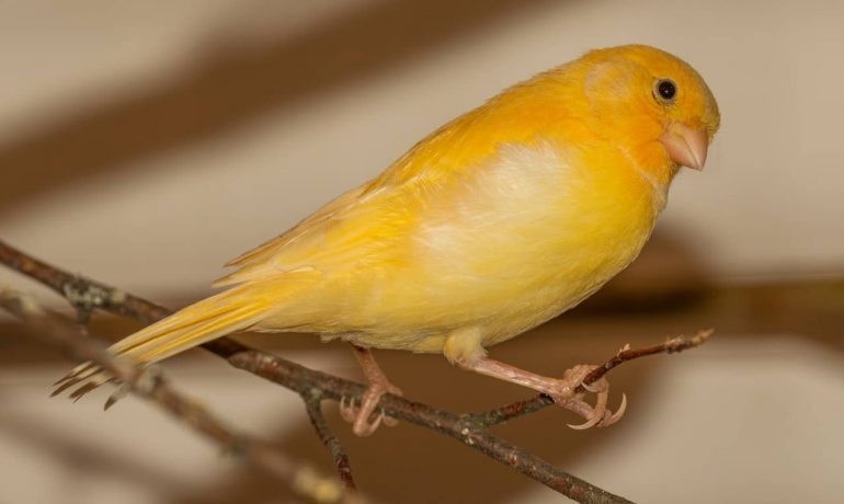 ¿Por qué cantan los canarios?