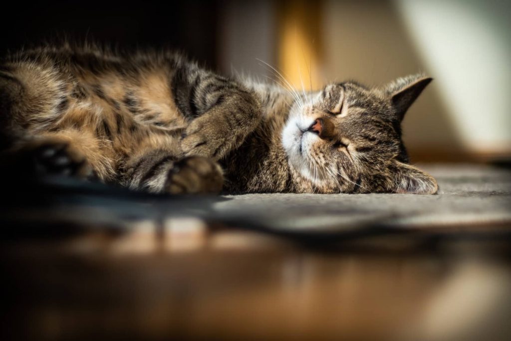 ¿Qué es la desparasitación interna en gatos?