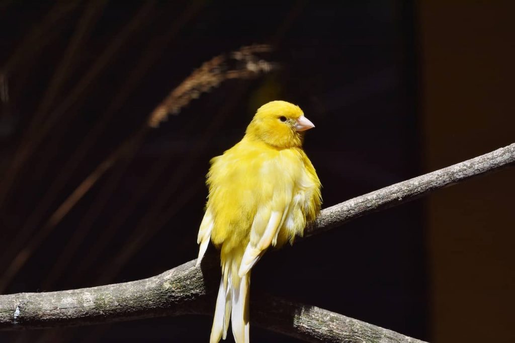 Razones de por qué cantan los canarios
