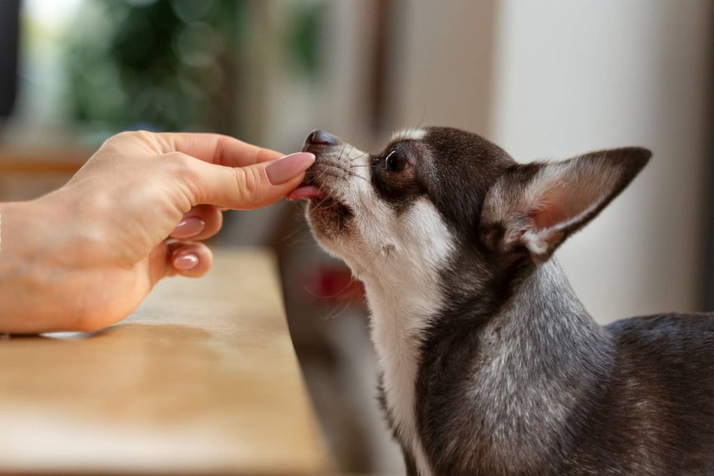 Terapias holísticas para mascotas homeopatía