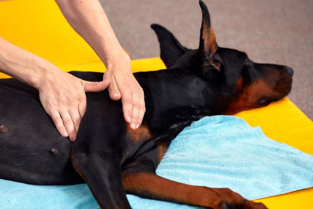 Terapias holísticas para mascotas masajes y terapia de rehabilitación