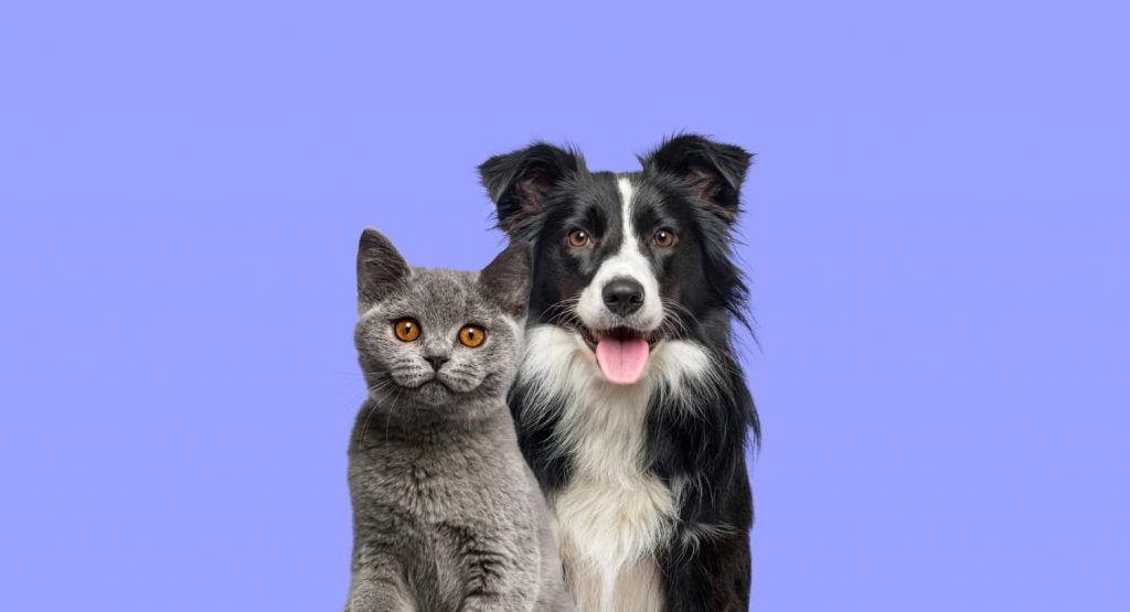 Tipos de terapias holísticas para mascotas